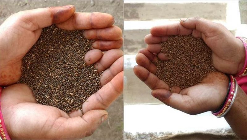 जिले में 2024 क्विंटल कोदो-कुटकी की समर्थन मूल्य पर हुई खरीदी