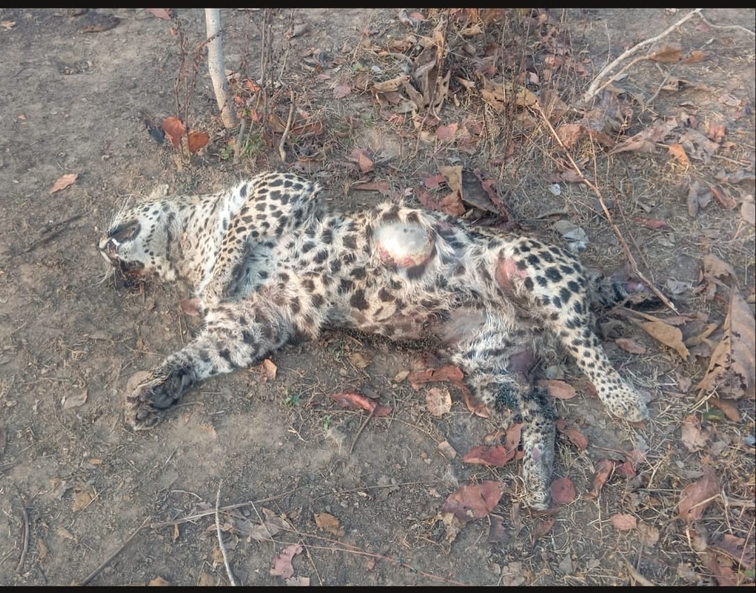 मादा तेंदुए की संदिग्ध मौत, वन विभाग ने शुरू की जांच, आपसी संघर्ष की आशंका